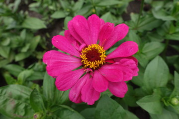 Fototapeta premium Closeup of magenta colored flower head of Zinnia elegans