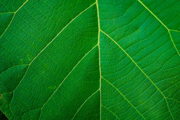 texture of green leaf