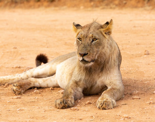 Fototapeta na wymiar young lion