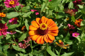 Beautiful orange flower head of zinnia elegans