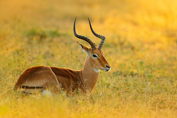 Naklejka na ściany i meble Sunset in Africa wildlife. Beautiful impala in the grass with evening sun. Animal in the nature habitat, Kruger NP, South Africa.