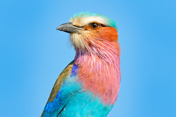 Mooie Afrikaanse vogel, close-up portret. Detail portret van mooie vogel. Lila-breasted roller, Coracias caudatus, hoofd met blauwe lucht. Roze en blauw dier uit de natuur.