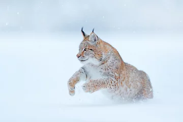 Tuinposter Euraziatische Lynx rennen, wilde kat in het bos met sneeuw. Wildlife scène uit de winter natuur. Leuke grote kat in habitat, koude staat. Besneeuwd bos met prachtige dierlijke wilde lynx, Duitsland. © ondrejprosicky