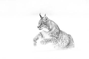 Black and white nature art. Cute big cat in habitat, cold condition. Snowy forest with beautiful animal wild lynx, Poland. Eurasian Lynx running, wild cat in the forest with snow. © ondrejprosicky