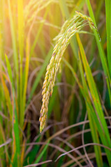 yellow rice plant in rice field.