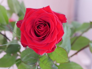 rote Rose