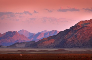 Gemsbok met oranje zandduin avond zonsondergang. Gemsbuck, Oryx-gazella, grote antilope in aardhabitat, Sossusvlei, Namibië. Wilde dieren in de savanne. Dier met grote rechte geweihoorn.