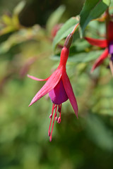 Hardy Fuchsia