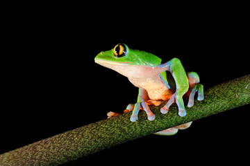 Fototapeta premium Agalychnis annae, Golden-eyed Tree Frog, green and blue frog on leave, Costa Rica. Wildlife scene from tropical jungle. Forest amphibian in nature habitat. Dark background. Night photography.