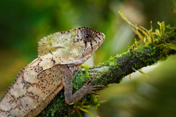 Helmeted basilisk iguana, Corytophanes cristatus, sitting on the tree branch. Lizard in the nature habitat, green forest vegetation. Beautiful reptile with long tail and crest. Wildlife nature.