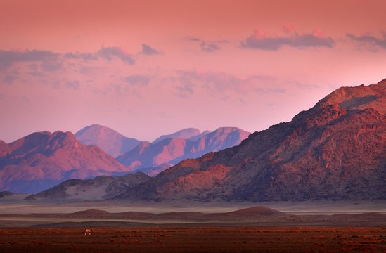 Gemsbok with orange sand dune evening sunset. Gemsbuck, Oryx gazella, large antelope in nature habitat, Sossusvlei, Namibia. Wild animals in the savannah. Animal with big straight antler horn. © ondrejprosicky