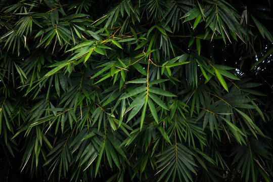 Bamboo Leafs Background