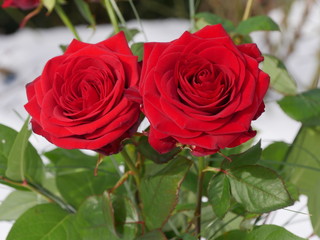 rote Rosen