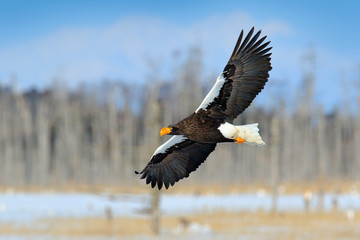 Steller's sea eagle, Haliaeetus pelagicus, flying bird of prey, with forest in background, Hokkaido, Japan. Eagle with nature mountain habitat.