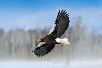 Steller's sea eagle, Haliaeetus pelagicus, flying bird of prey, with forest in background, Hokkaido, Japan. Eagle with nature mountain habitat.