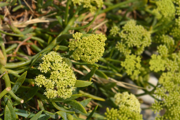 Sea fennel flowers