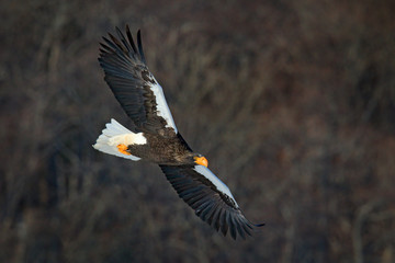 Steller's sea eagle, Haliaeetus pelagicus, flying bird of prey, with forest in background, Hokkaido, Japan. Eagle with nature mountain habitat.
