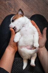 Jack Russell Terrier puppy lying on her back in the girl’s arms and biting her finger