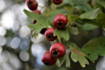 branch of red currant