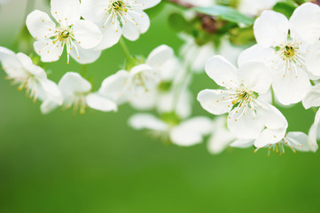 Obraz premium Cherry flowers frame