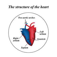 The structure of the heart. Infographics. Vector illustration