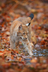 Lynx in the orange autumn forest. Walking Eurasian wild cat in the water. Lynx in the nature habitat, Czech, Europe. Wildlife behaviour scene from fall nature.