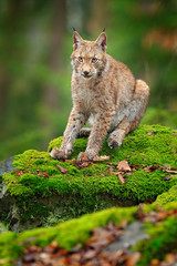 Obraz premium Lynx in the forest. Sitting Eurasian wild cat on green mossy stone, green in background. Wild cat in ther nature habitat, Czech, Europe.