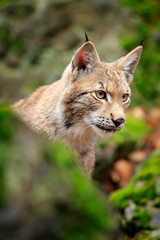 Lynx in the forest. Walking Eurasian wild cat on green mossy stone, green trees in background. Wild cat in nature habitat, Czech, Europe. Wildlife scene from nature. Beautiful fur coat animal.