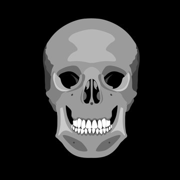 Human skull in profile and in full face. Vector illustration