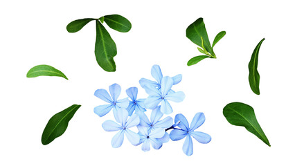 Set of plumbago flowers and leaves