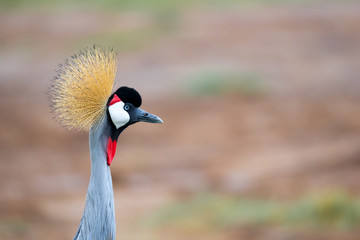 Fototapeta premium Colorful bird in the savannah of Kenya