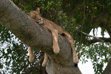      Lioness dozing on a tree trunk during the midday heat. Place: "Queen Elizabeth National Park" 