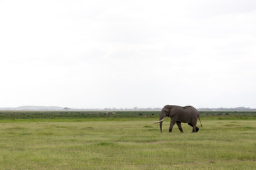 An elephant in the savannh of a national park