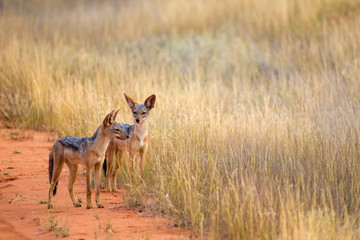 Jackal on the road are posing and watching