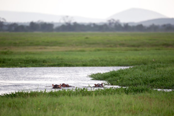Some hippos in the waterhole with a lot of green grass