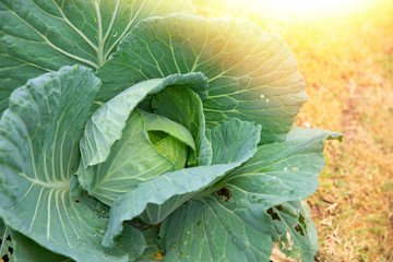 cabbage in the garden