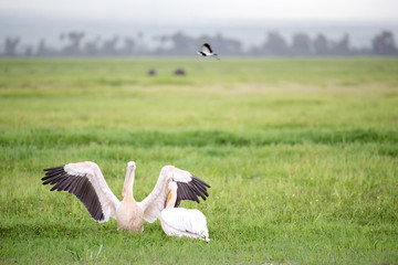 Pelican birds in the green grass standing