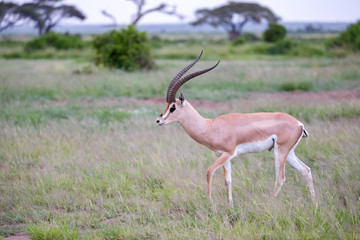 Antelope is standing between the plants in the savannah