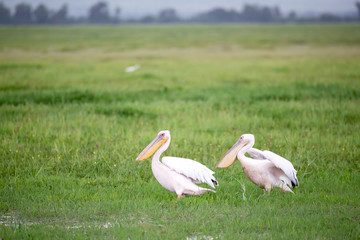Pelican birds in the green grass standing
