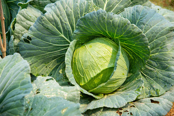 Obraz premium cabbage in the garden