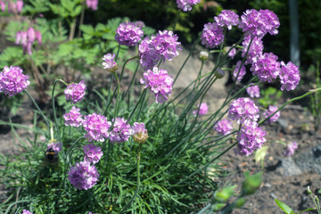 Armeria maritima pink flowers (Sea thrift) in spring garden