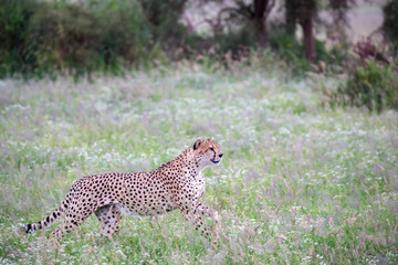 Cheetah in the grassland in the national park