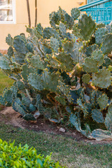 Prickly pear cactus (Opuntia) in the garden