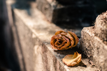 close-up of withered pink roses on edge of wall