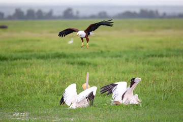 Pelican birds in the green grass standing