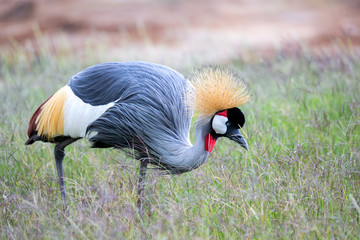 Colorful bird in the savannah of Kenya