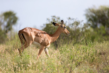 Antelope is standing between the plants in the savannah