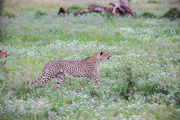 Cheetah in the grassland in the national park