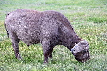 One big buffalo in the grassland of the savannah