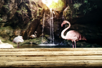 Desk of free space with waterfall background. Flamingos bird and summer time 